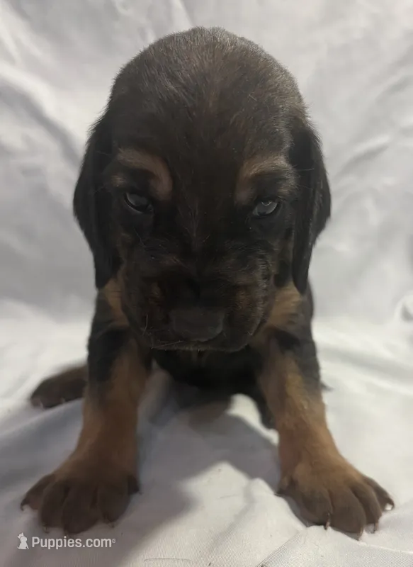Nutmeg – Bloodhound puppy for sale in Point, TX