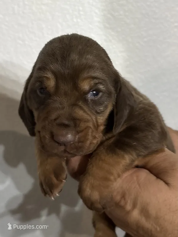 Trick – Bloodhound puppy for sale in Point, TX