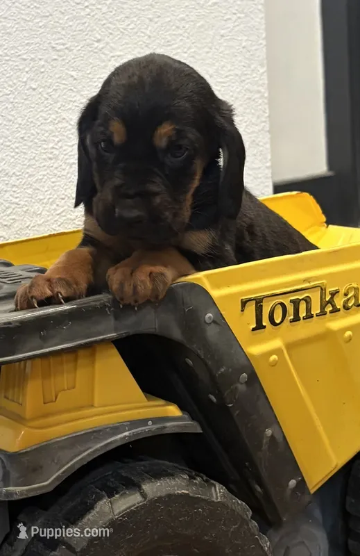 Frankie – Bloodhound puppy for sale in Point, TX