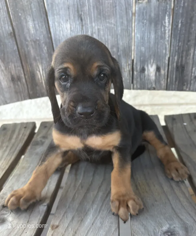 Nutmeg – Bloodhound puppy for sale in Point, TX