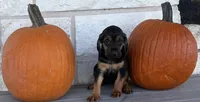 Shadow, a female Bloodhound for sale in Point, TX – 6 of 10