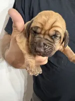 Casper, a male Bloodhound for sale in Point, TX – 1 of 1