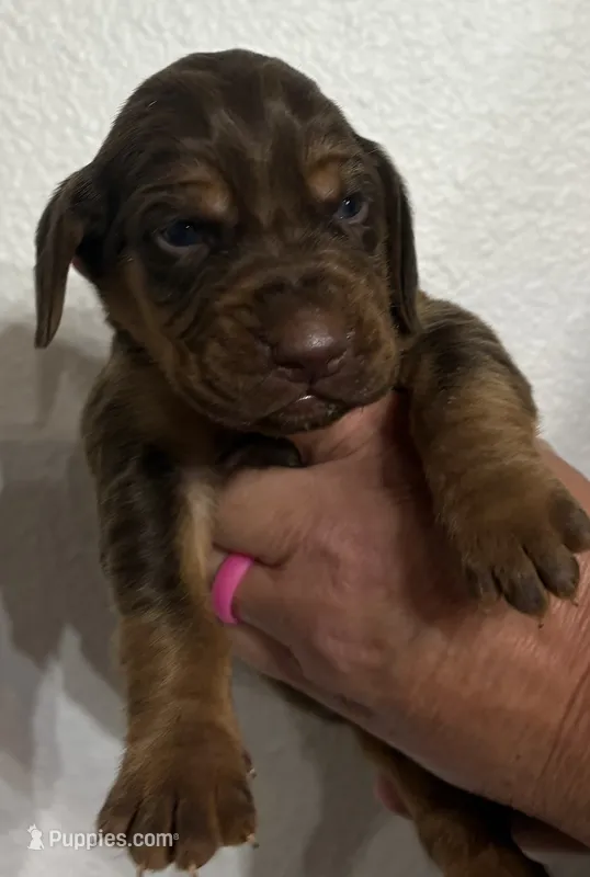 Ginger – Bloodhound puppy for sale in Point, TX