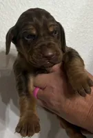 Ginger, a female Bloodhound for sale in Point, TX – 1 of 1
