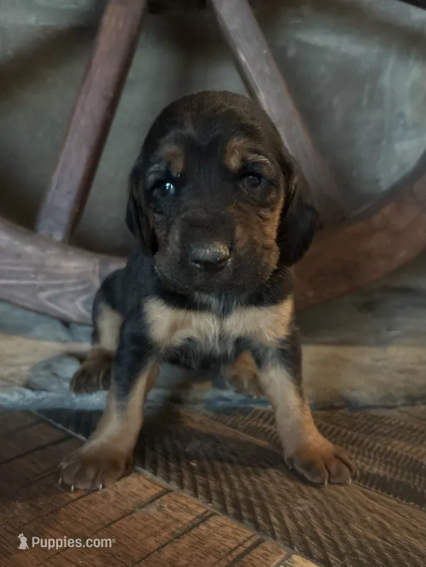 Shadow – Bloodhound puppy for sale in Point, TX