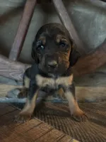 Shadow, a female Bloodhound for sale in Point, TX – 8 of 10