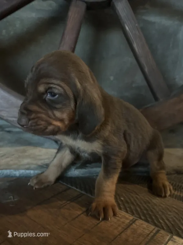 Trick – Bloodhound puppy for sale in Point, TX