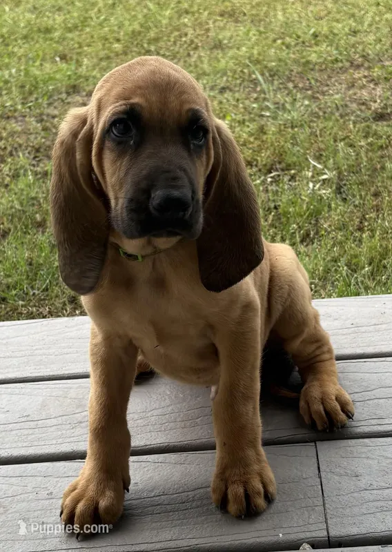 Copper – Bloodhound puppy for sale in Point, TX