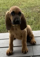 Copper, a male Bloodhound for sale in Point, TX – Photo 1 of 9
