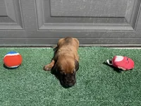 Copper, a male Bloodhound for sale in Point, TX – Photo 3 of 5