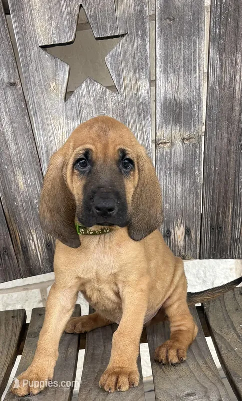 Copper, a male Bloodhound for sale in Point, TX – Photo 1 of 8