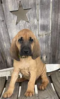 Copper, a male Bloodhound for sale in Point, TX – Photo 1 of 8