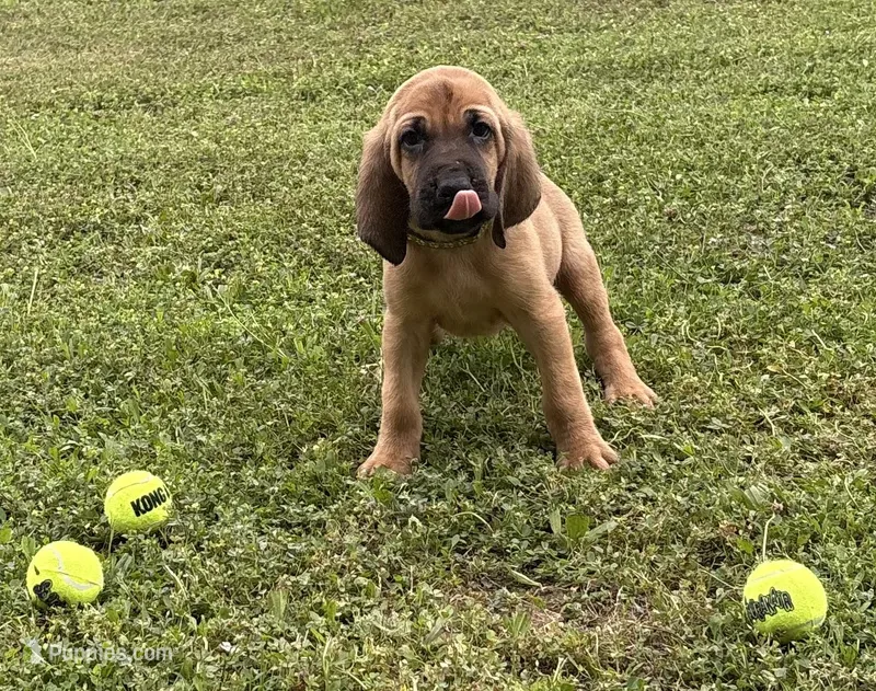 Copper – Bloodhound puppy for sale in Point, TX