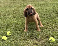 Copper, a male Bloodhound for sale in Point, TX – Photo 2 of 8