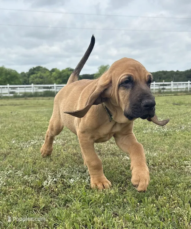 Copper – Bloodhound puppy on hold in Point, TX