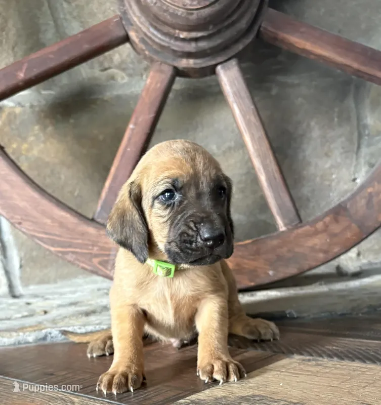 Copper – Bloodhound puppy for sale in Point, TX
