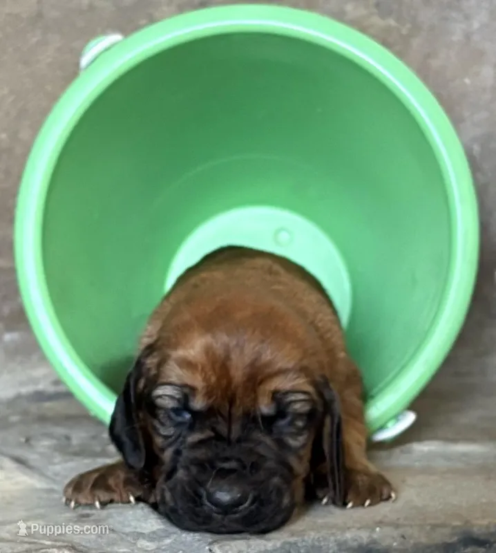 Copper – Bloodhound puppy for sale in Point, TX