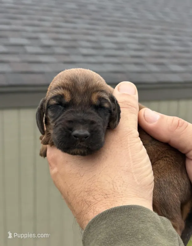 Copper – Bloodhound puppy for sale in Point, TX