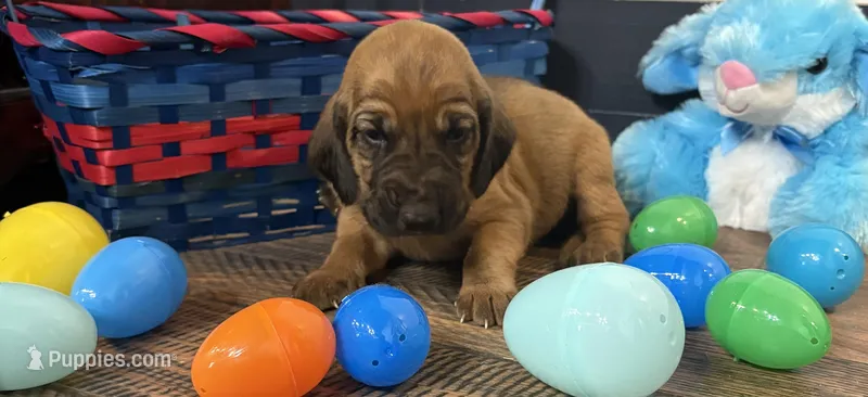 Copper – Bloodhound puppy for sale in Point, TX
