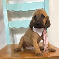 Copper, a male Bloodhound for sale in Point, TX – Photo 3 of 8