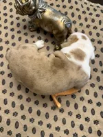 Harriett, a female English Bulldog for sale in Peoria, IL – 6 of 8