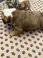Henrietta, a female English Bulldog for sale in Peoria, IL – 3 of 10