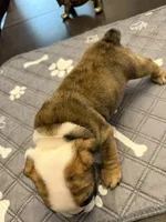 Henrietta, a female English Bulldog for sale in Peoria, IL – 10 of 10