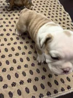Harriett, a female English Bulldog for sale in Peoria, IL – 5 of 8