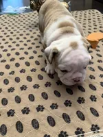 Harriett, a female English Bulldog for sale in Peoria, IL – 7 of 8