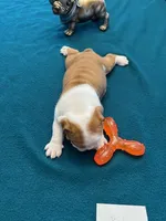 KODA, a male English Bulldog for sale in Peoria, IL – Photo 5 of 9