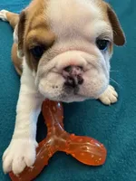 KODA, a male English Bulldog for sale in Peoria, IL – Photo 6 of 9