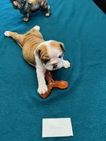 KODA, a male English Bulldog for sale in Peoria, IL – Photo 9 of 9