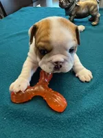 KODA, a male English Bulldog for sale in Peoria, IL – Photo 3 of 9