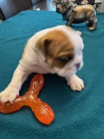 KODA, a male English Bulldog for sale in Peoria, IL – Photo 2 of 9