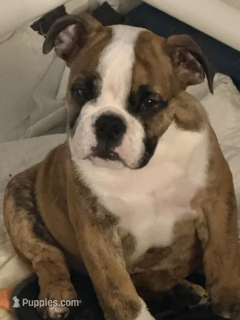 Henrietta – English Bulldog puppy for sale in Peoria, IL