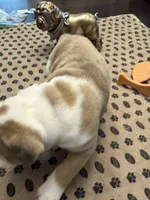 Harriett, a female English Bulldog for sale in Peoria, IL – 2 of 8