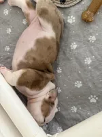 Harriett, a female English Bulldog for sale in Peoria, IL – 3 of 8