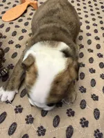 Henrietta, a female English Bulldog for sale in Peoria, IL – 7 of 10