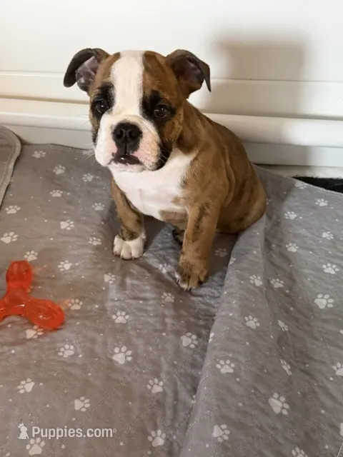 Henrietta – English Bulldog puppy for sale in Peoria, IL