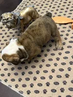Henrietta, a female English Bulldog for sale in Peoria, IL – 5 of 10