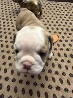 Harriett, a female English Bulldog for sale in Peoria, IL – 4 of 8