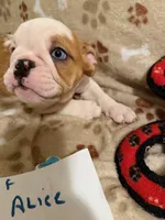 ALICE, a female English Bulldog for sale in Peoria, IL – Photo 4 of 7