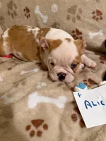 ALICE, a female English Bulldog for sale in Peoria, IL – Photo 5 of 7