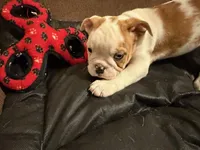 ALICE, a female English Bulldog for sale in Peoria, IL – Photo 3 of 7