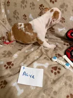 ALICE, a female English Bulldog for sale in Peoria, IL – Photo 2 of 7