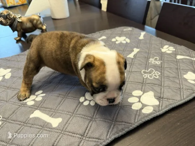 Henrietta – English Bulldog puppy for sale in Peoria, IL