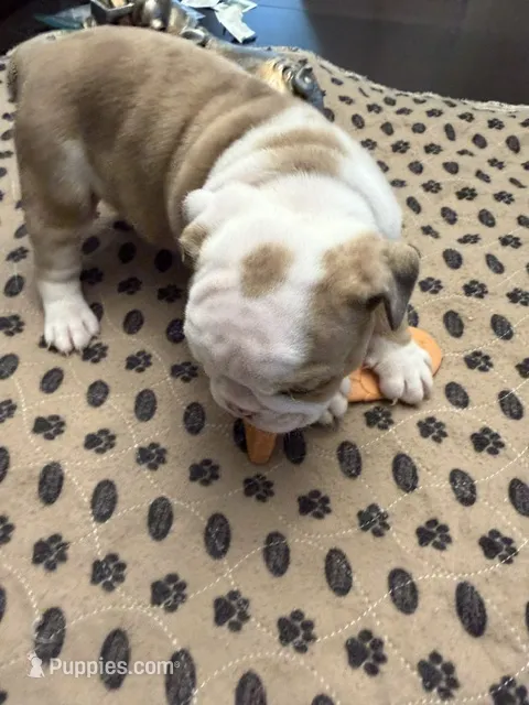 Harriett – English Bulldog puppy for sale in Peoria, IL