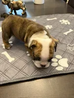 Henrietta, a female English Bulldog for sale in Peoria, IL – 9 of 10