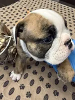 Henrietta, a female English Bulldog for sale in Peoria, IL – 6 of 10