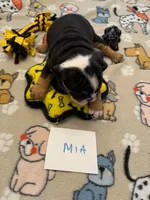 MIA, a female English Bulldog for sale in Peoria, IL – Photo 3 of 6